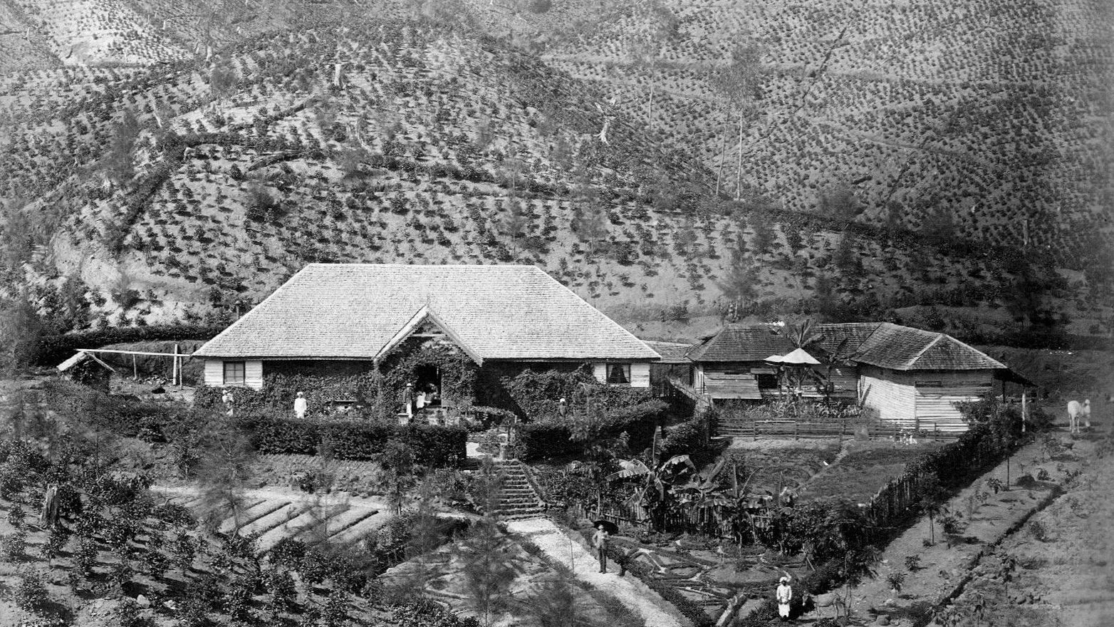 A planter's bungalow among planted slopes on a Ceylon estate, an albumen print from around 1880