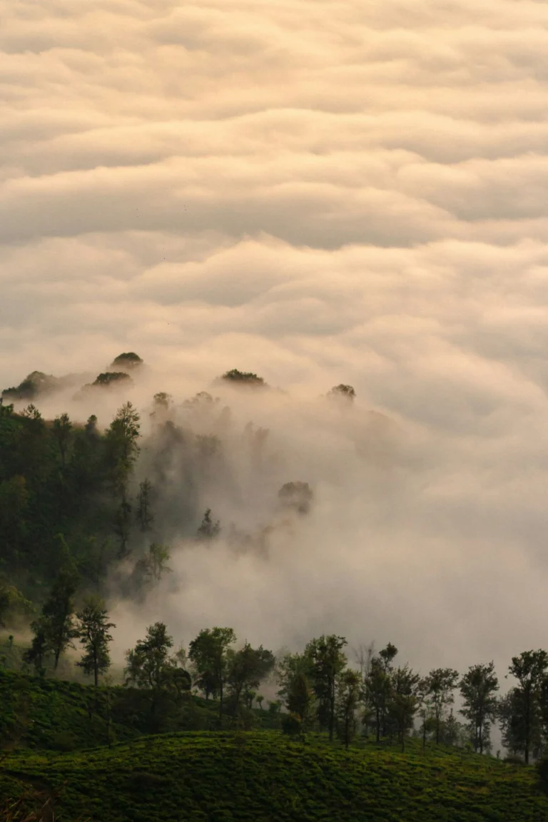 A sea of cloud rolling over a tree-lined ridge above tea bushes in the Uva hills