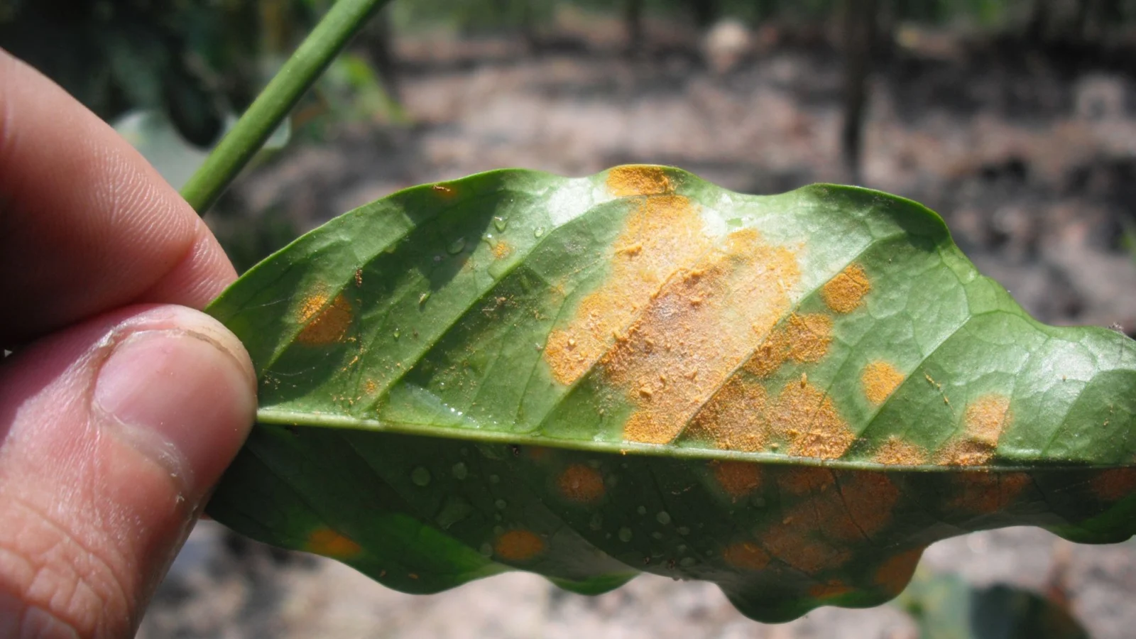 A coffee leaf with orange patches of coffee leaf rust (Hemileia vastatrix)