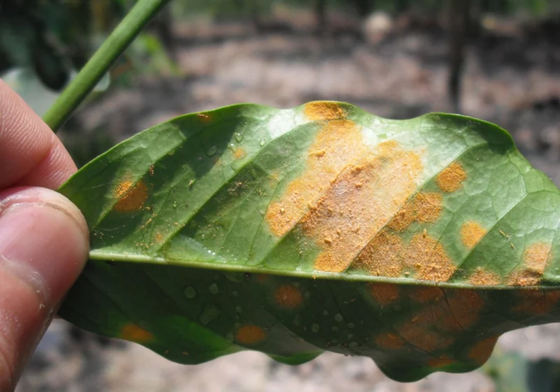 A coffee leaf with orange patches of coffee leaf rust (Hemileia vastatrix)