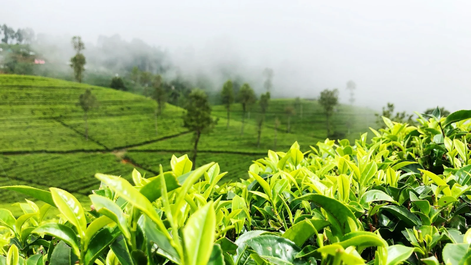 Fresh tea shoots in front of misty high slopes near Haputale
