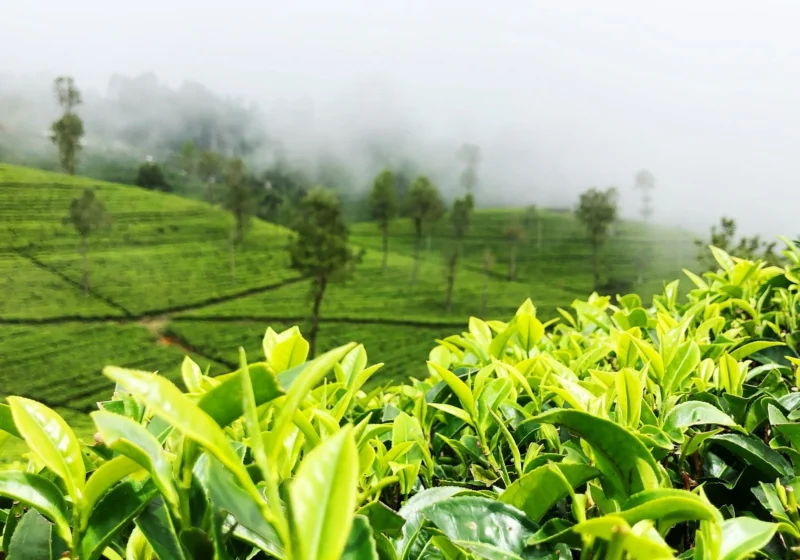 Fresh tea shoots in front of misty high slopes near Haputale