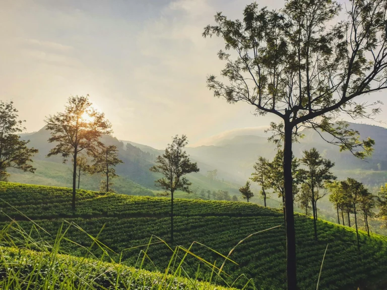 Low sun behind silver oak trees over rows of tea at Ramboda, Sri Lanka