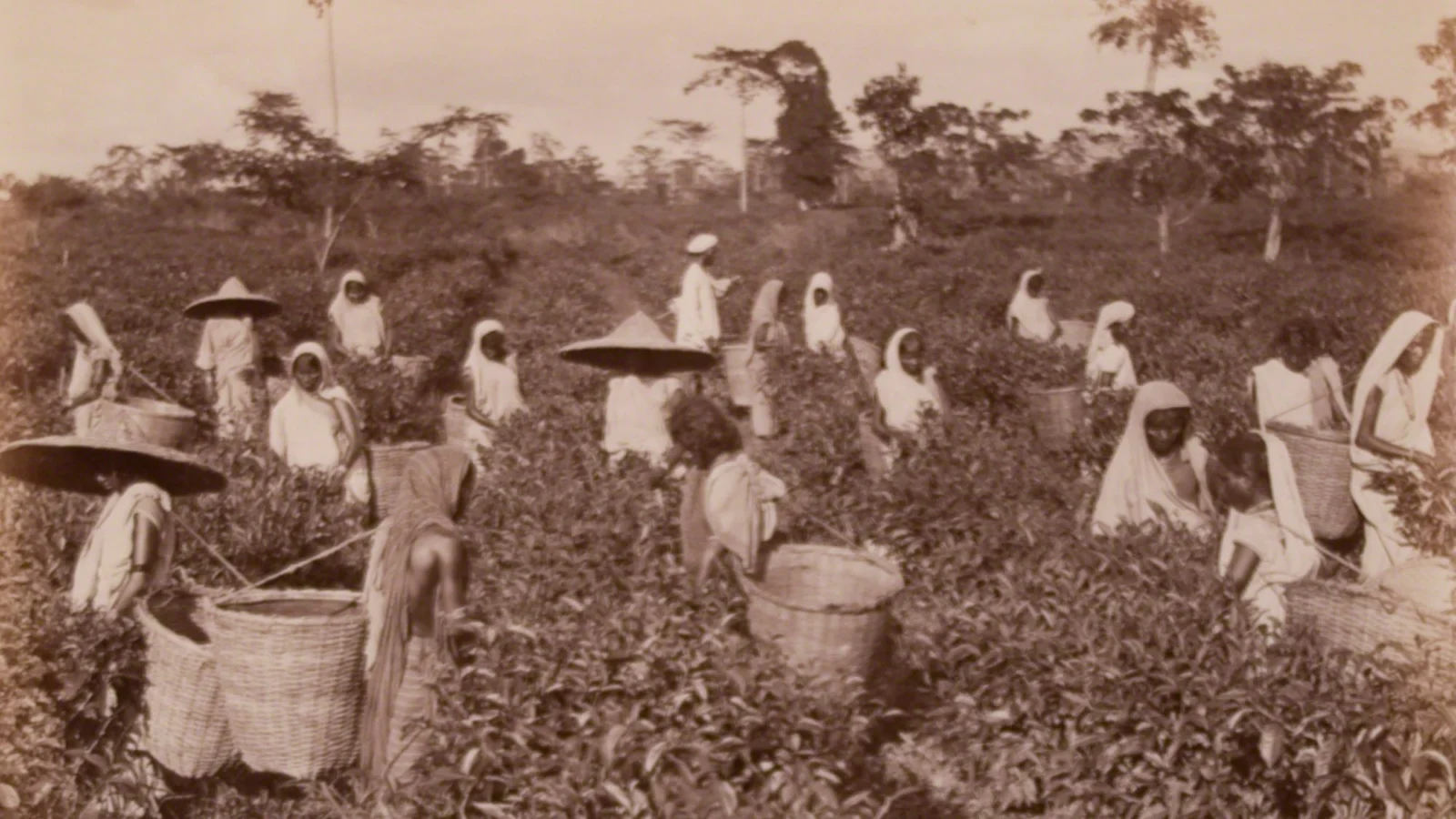 Tea pluckers with baskets at work on a Ceylon tea estate, an albumen print from around 1870 to 1890