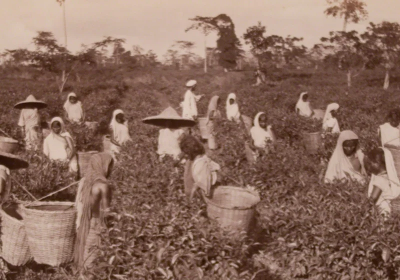 Tea pluckers with baskets at work on a Ceylon tea estate, an albumen print from around 1870 to 1890