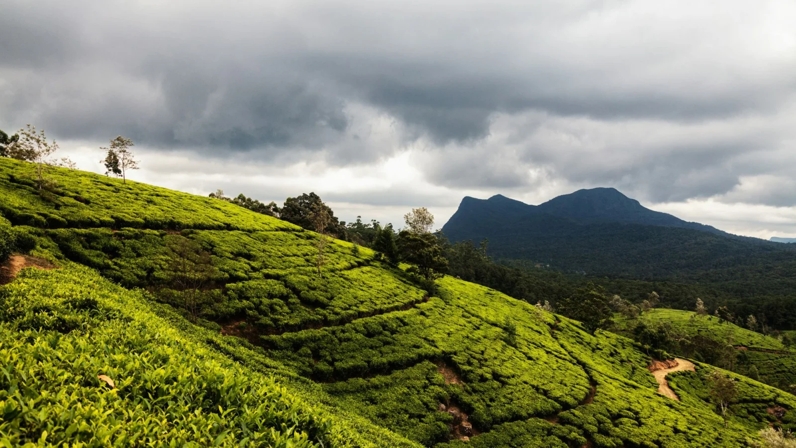 Heavy rain clouds over tea slopes and a mountain near Nuwara Eliya