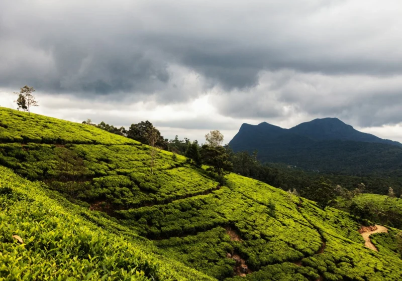 Heavy rain clouds over tea slopes and a mountain near Nuwara Eliya