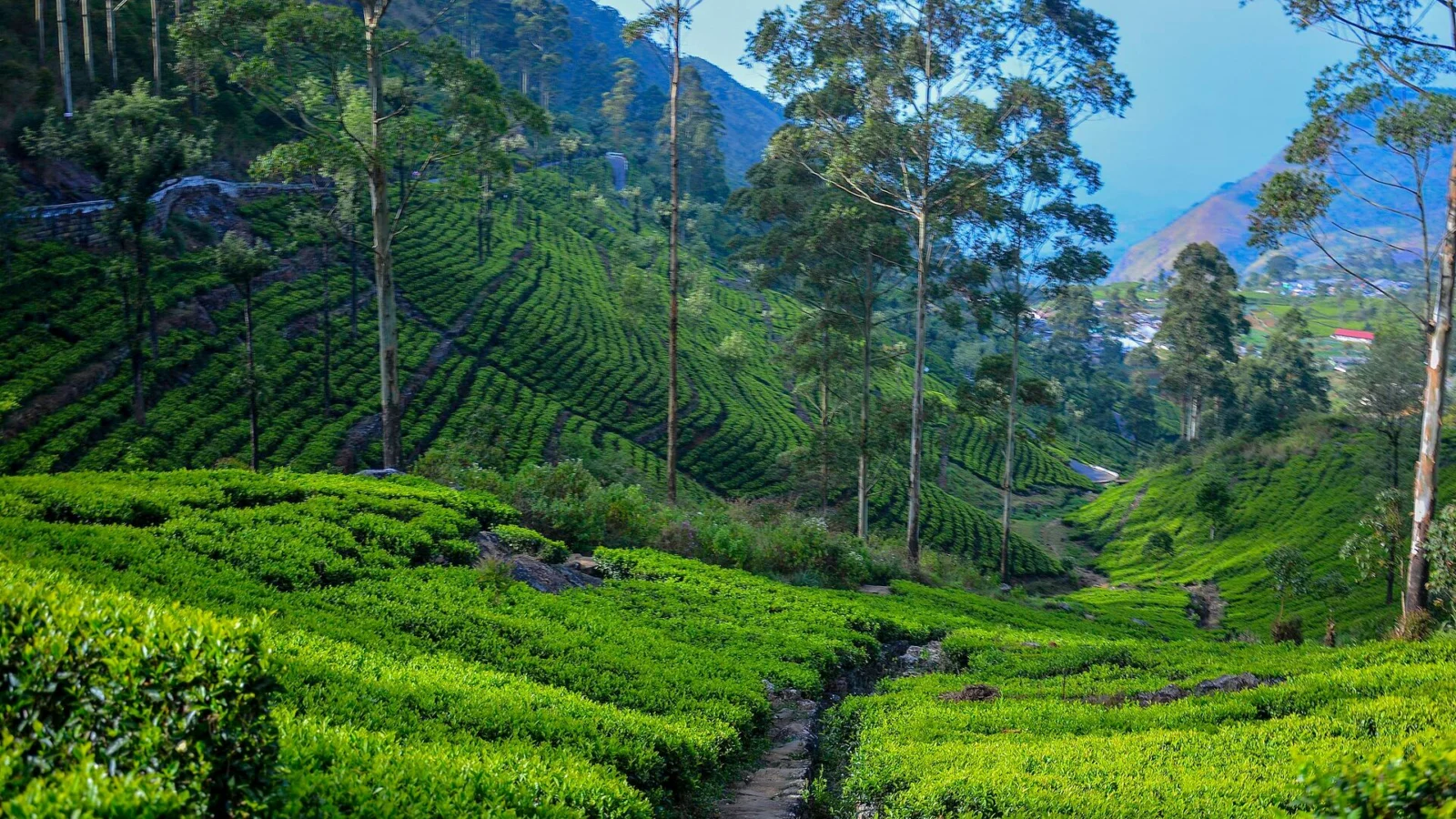 Tea terraces and tall eucalyptus trees below Lipton's Seat in Haputale
