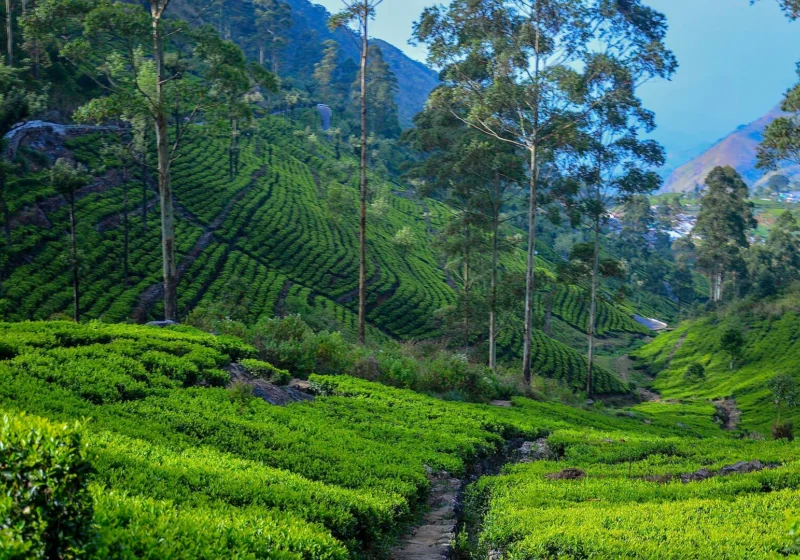 Tea terraces and tall eucalyptus trees below Lipton's Seat in Haputale