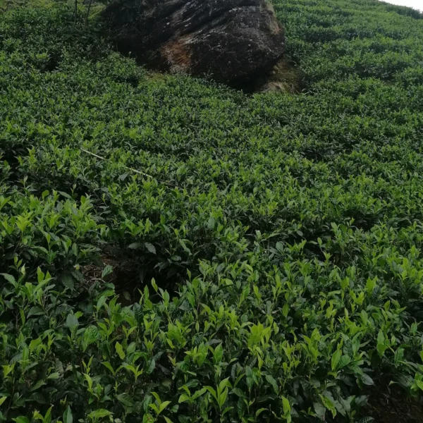 Tea bushes with fresh leaf on a steep hillside in Nuwara Eliya