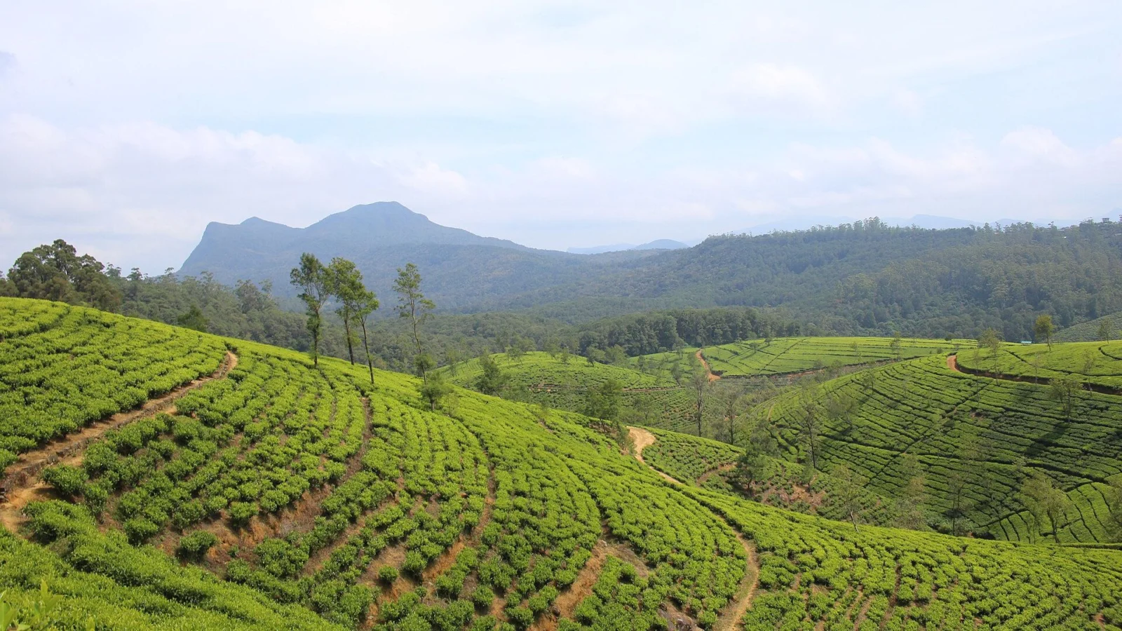 Rows of tea curving across the hills of Nuwara Eliya under a wide sky