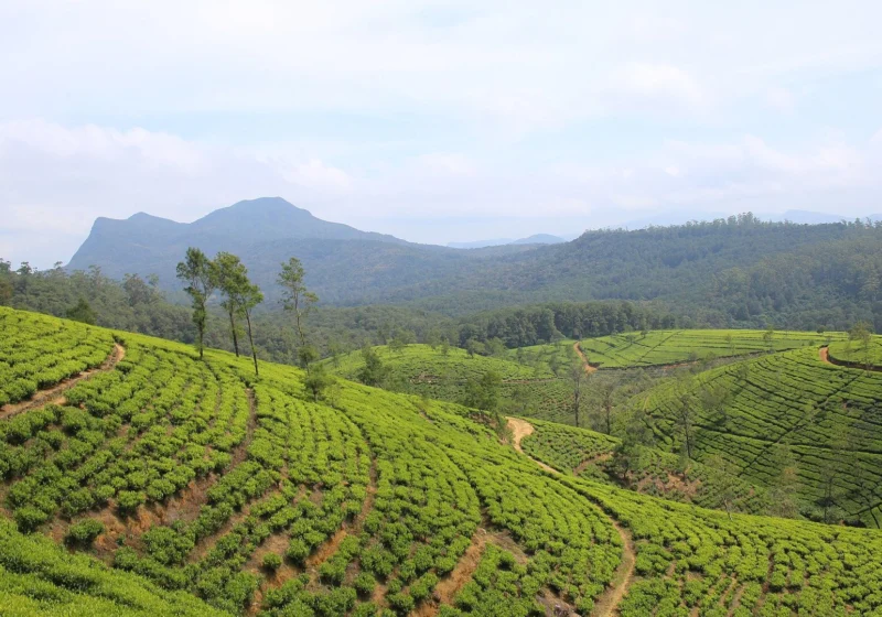 Rows of tea curving across the hills of Nuwara Eliya under a wide sky
