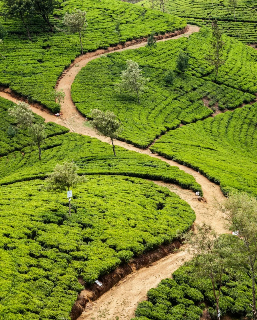 Tea estates in the hill country of Sri Lanka