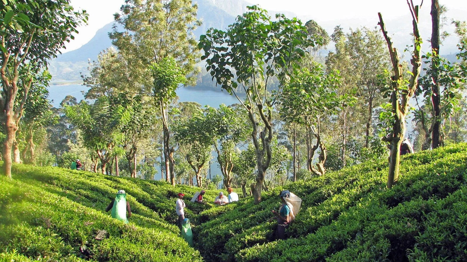 Morning sun on rows of tea near Kandy, with tea pluckers and a reservoir below the hills
