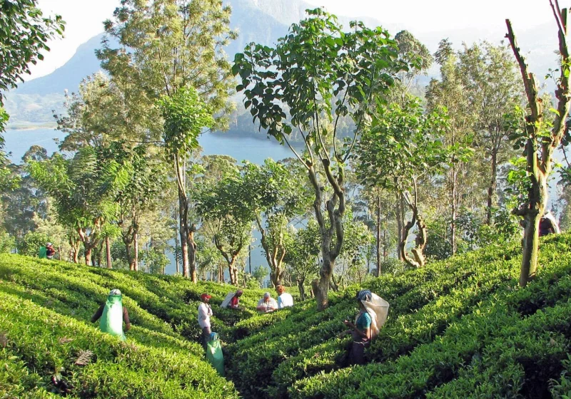 Morning sun on rows of tea near Kandy, with tea pluckers and a reservoir below the hills