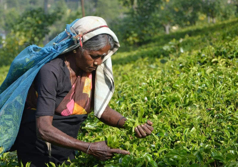 A tea plucker picking fresh shoots on an estate in Talawakelle, Sri Lanka