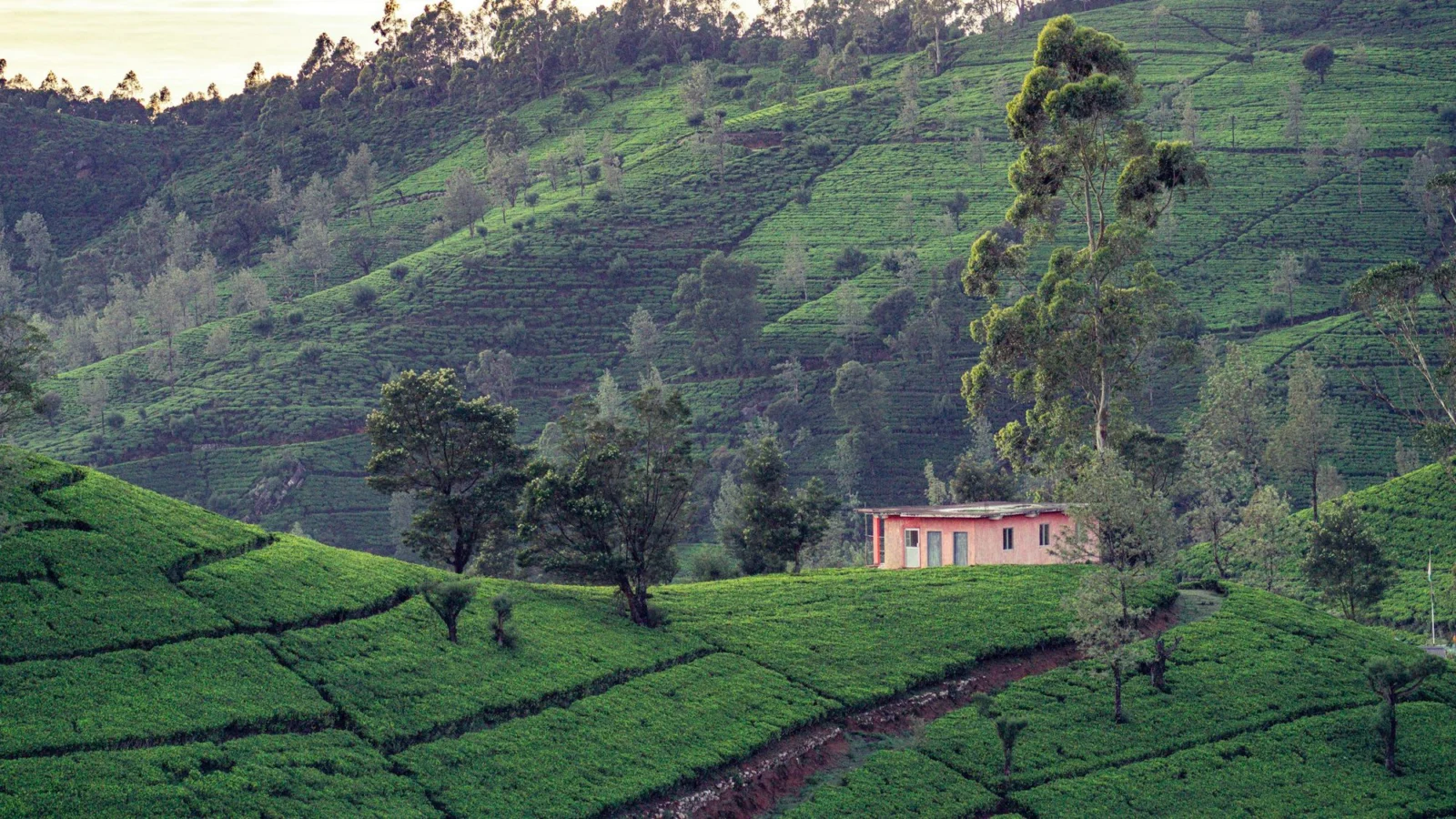 A small house among tea plots on a green hillside in the Kandy district