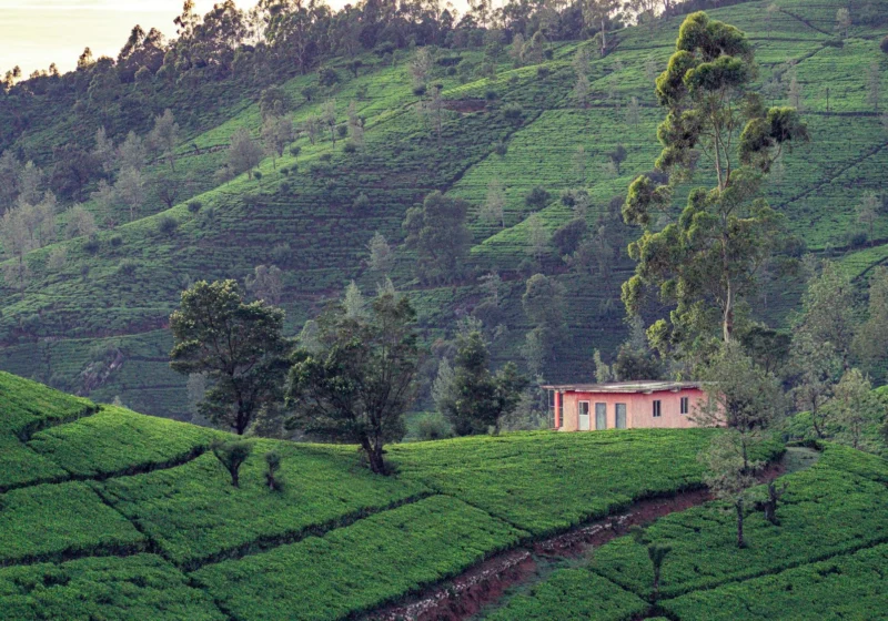 A small house among tea plots on a green hillside in the Kandy district
