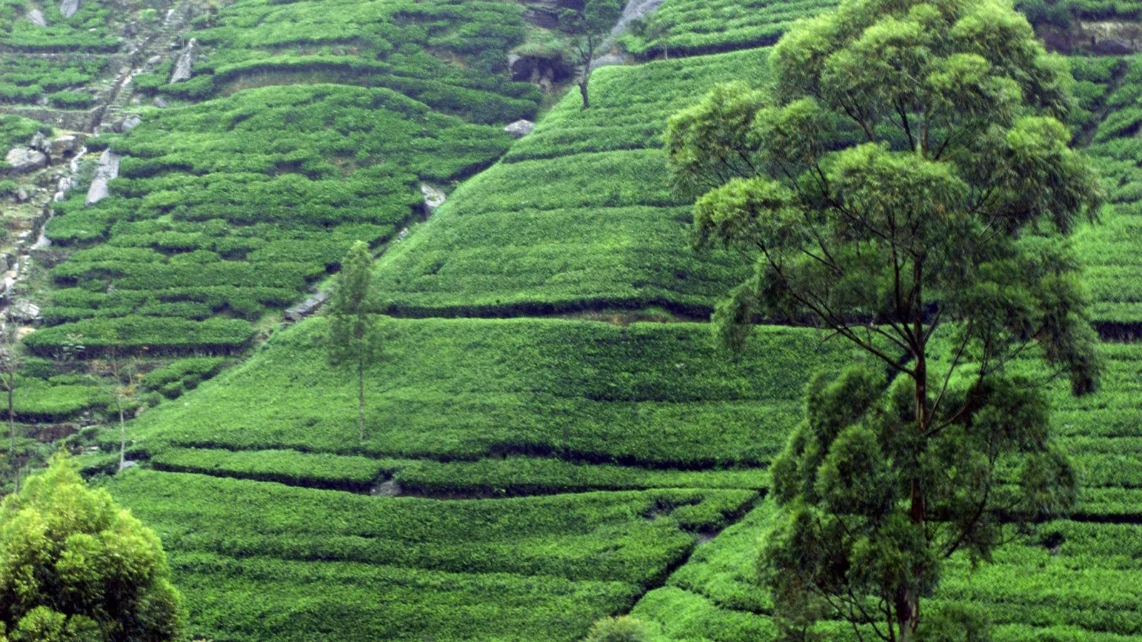 Deep green tea terraces with a tall shade tree near Kandy