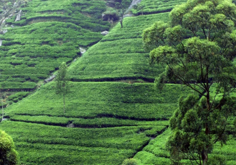 Deep green tea terraces with a tall shade tree near Kandy