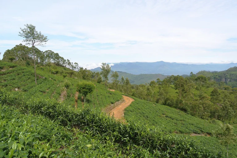 Tea slopes and an estate path above a wide valley at Haputale