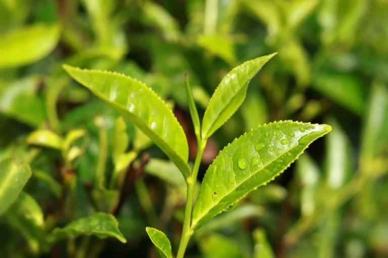 A fresh tea shoot, two leaves and a bud, with dew drops