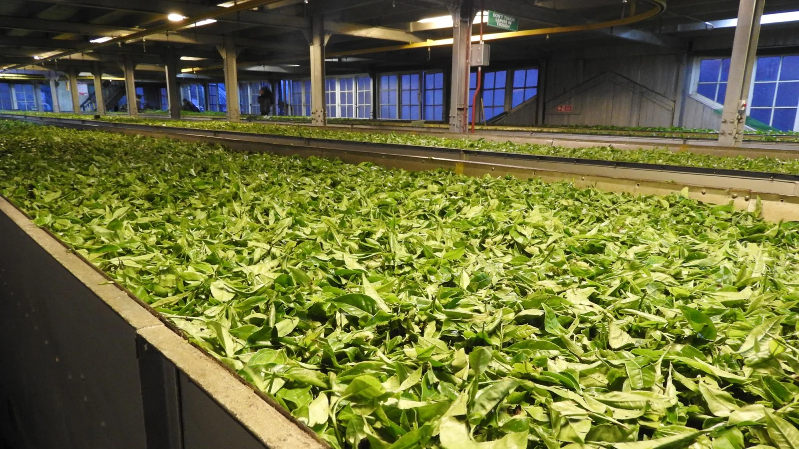 Withering troughs full of fresh green tea leaf inside a tea factory near Nuwara Eliya