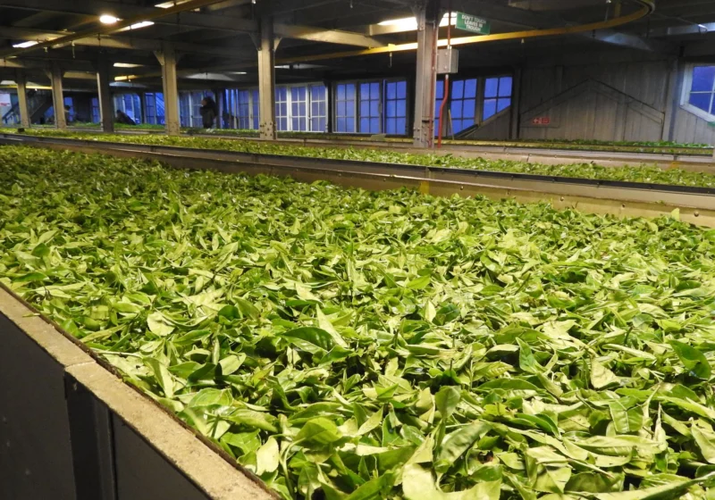 Withering troughs full of fresh green tea leaf inside a tea factory near Nuwara Eliya