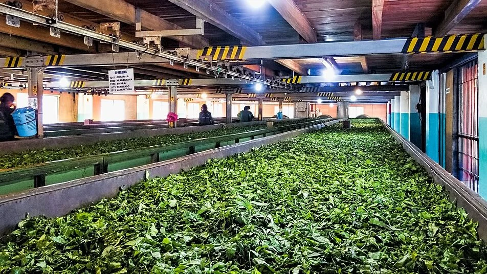 Rows of fresh green tea leaf withering in a factory, Pilimathalawa area, Sri Lanka